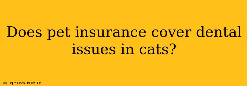 Does pet insurance cover dental issues in cats?