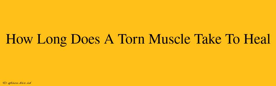 How Long Does A Torn Muscle Take To Heal