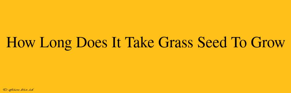 How Long Does It Take Grass Seed To Grow