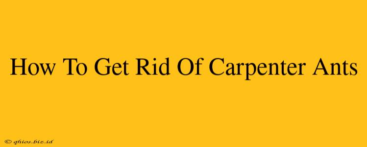 How To Get Rid Of Carpenter Ants