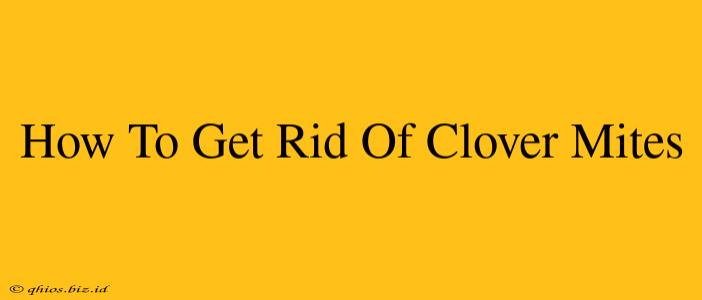 How To Get Rid Of Clover Mites
