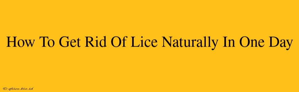 How To Get Rid Of Lice Naturally In One Day
