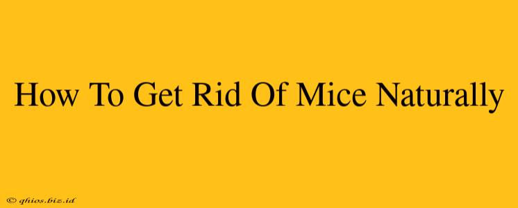 How To Get Rid Of Mice Naturally