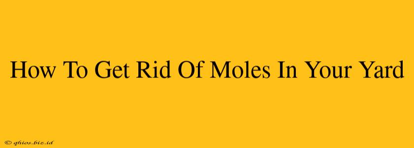 How To Get Rid Of Moles In Your Yard