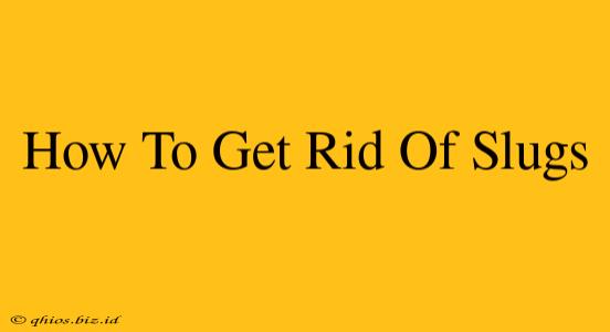 How To Get Rid Of Slugs