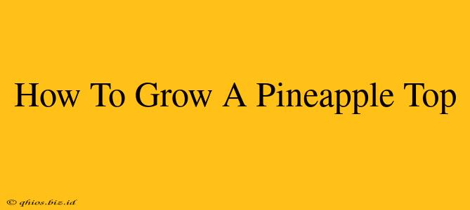 How To Grow A Pineapple Top
