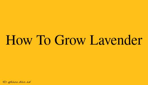 How To Grow Lavender