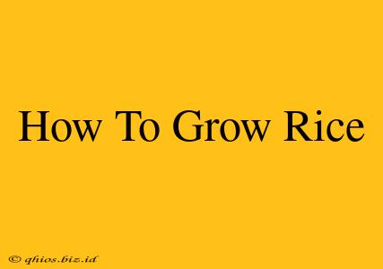 How To Grow Rice