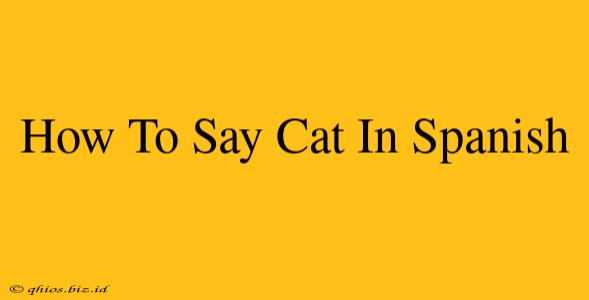 How To Say Cat In Spanish