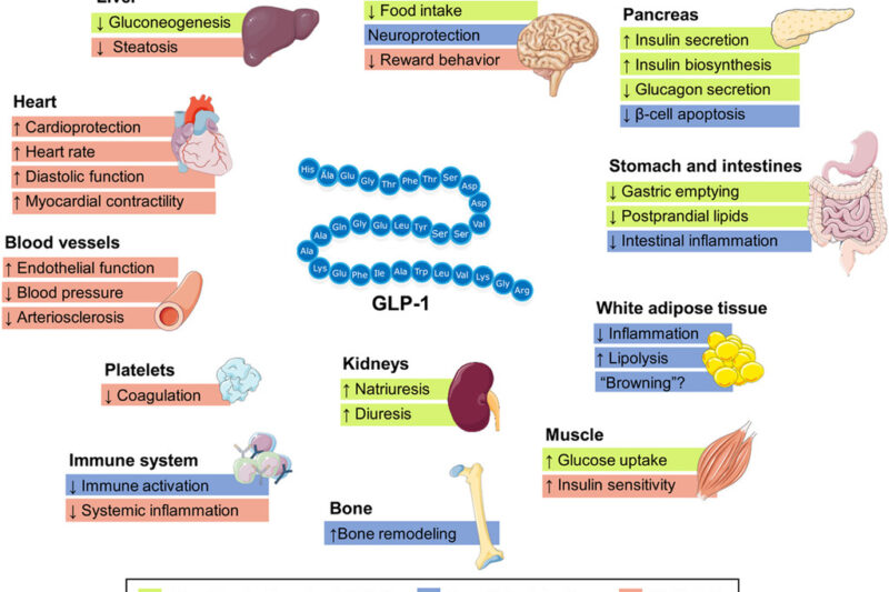 GLP-1-Agonisten: Wirkmechanismus, Anwendung und Nebenwirkungen der innovativen Diabetestherapie