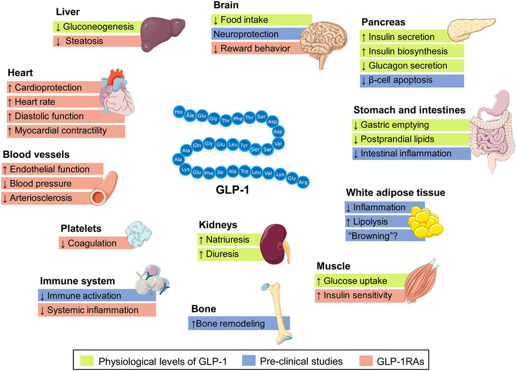 GLP-1-Agonisten: Wirkmechanismus, Anwendung und Nebenwirkungen der innovativen Diabetestherapie