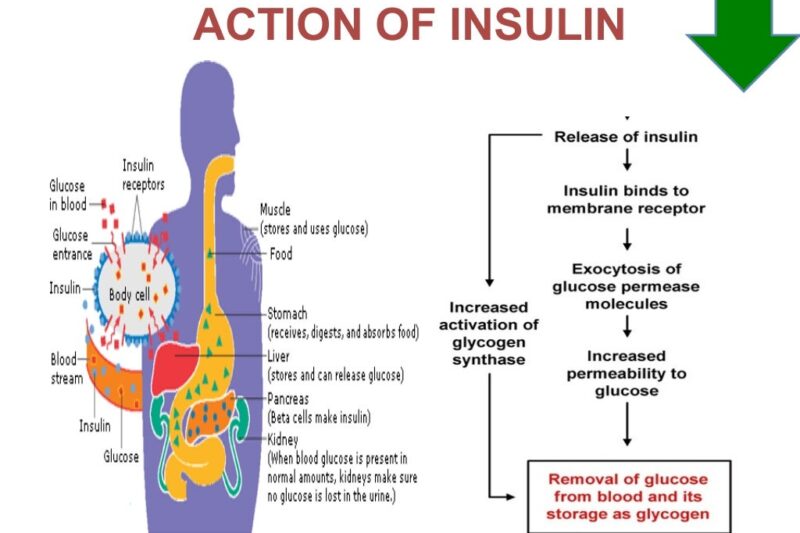 Diabetes und Hormone: Ein komplexes Zusammenspiel – Ursachen, Symptome und Behandlung