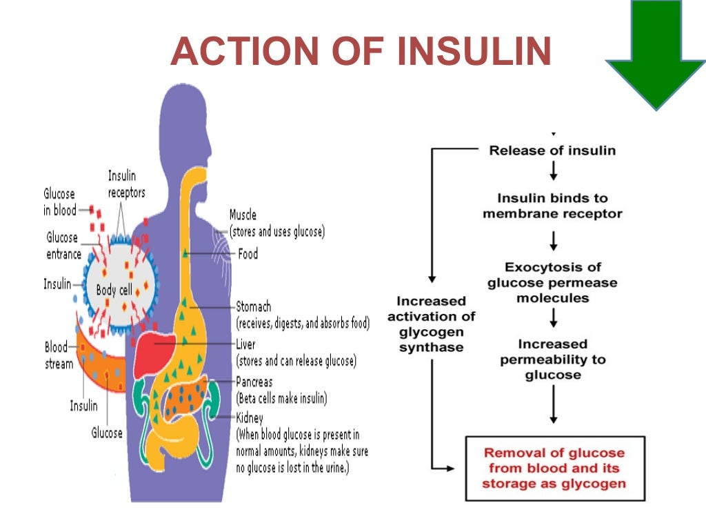 Diabetes und Hormone: Ein komplexes Zusammenspiel – Ursachen, Symptome und Behandlung